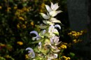 Muskateller-Salbei - Salvia sclarea * 1182 x 785 * (220KB)